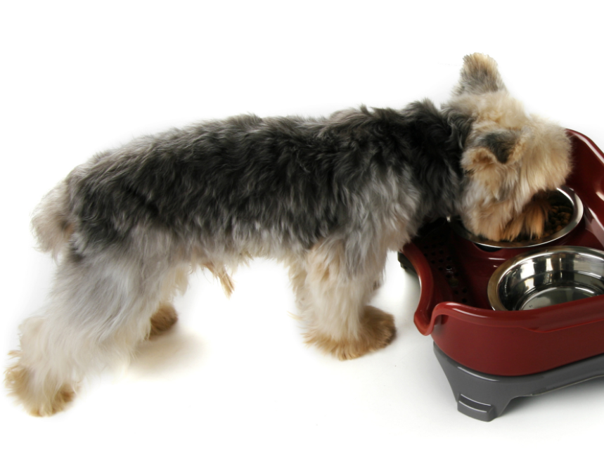 Stainless Steel Double Pet Feeding Bowl Set – Anti-Spill Dog & Cat Feeder