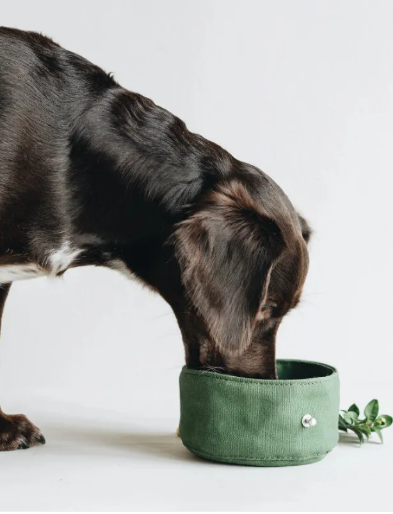 Folding Dog Bowl – Portable Travel Water & Food Bowl for Dogs